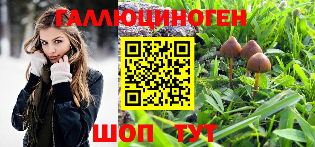 Галлюциногенные грибы Psilocybine cubensis Йошкар-Ола